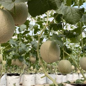 Qui trình trồng dưa lưới