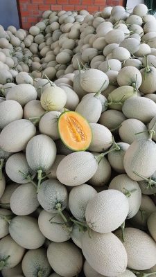 Hạt Giống Dưa Lưới AB Sweet Gold – Ruột Vàng, Ngọt Thanh, Chất Lượng Xuất Khẩu - Ảnh 5
