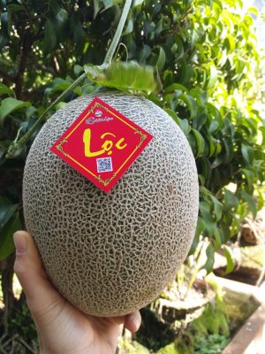 Hộp quà tặng dưa lưới - Ảnh 2