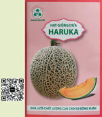 Hạt Giống Dưa Lưới Haruka KN – Dưa Ngọt Đậm, Vỏ Lưới Dày, Năng Suất Cao
