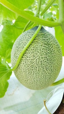 Hạt Giống Dưa Lưới King KN – Năng Suất Vượt Trội, Chất Lượng Cao - Ảnh 6