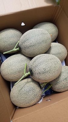 Hạt Giống Dưa Lưới King KN – Năng Suất Vượt Trội, Chất Lượng Cao - Ảnh 4
