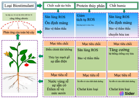 chất kích thích sinh trưởng