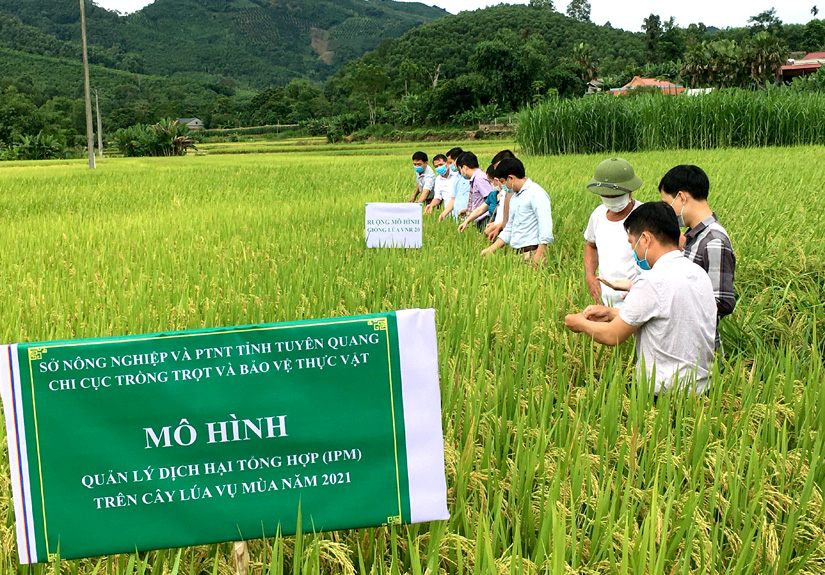 mô hình quản lý dịch hại trên lúa mùa