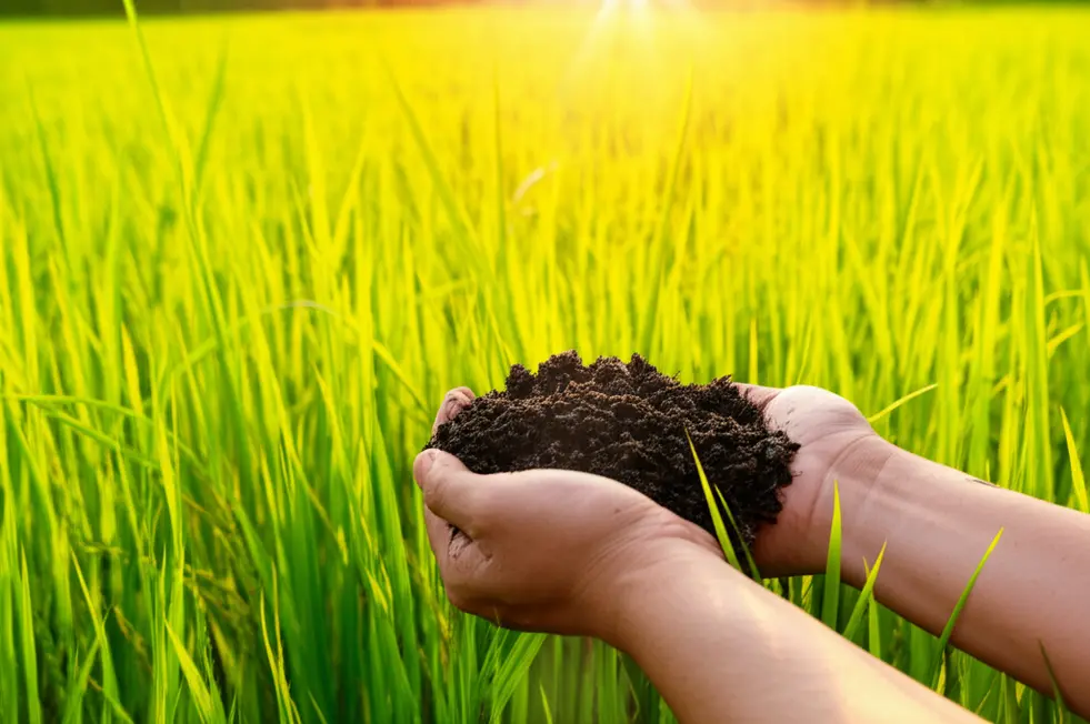 Đôi bàn tay nâng niu đất hữu cơ màu mỡ trên nền cánh đồng lúa xanh tươi của Việt Nam vào buổi hoàng hôn, tượng trưng nông nghiệp bền vững.