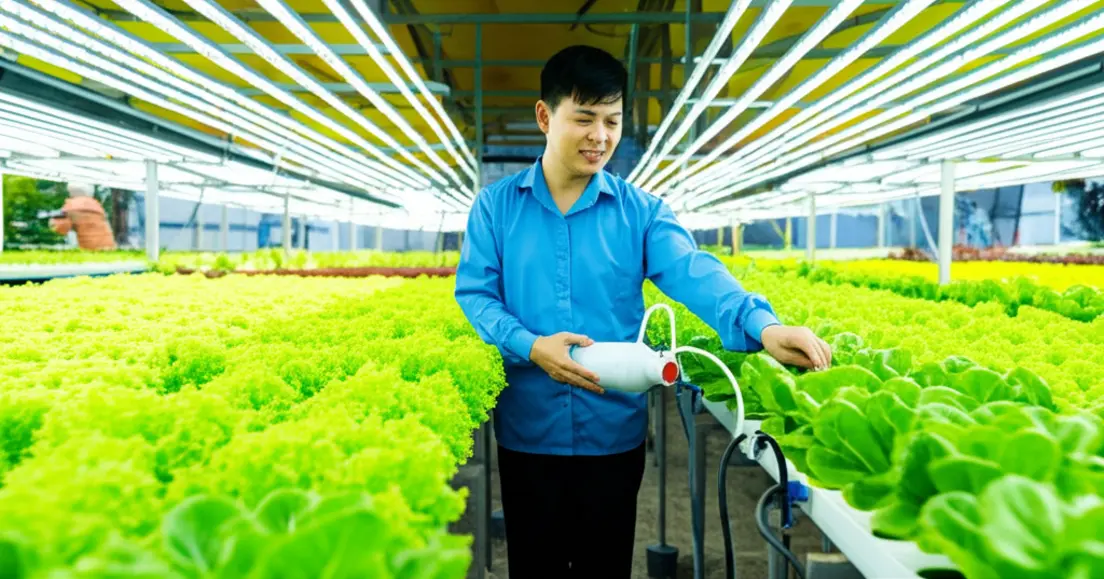 Nông dân kiểm tra vườn rau thủy canh phát triển khỏe mạnh trong nhà màng hiện đại sử dụng dung dịch dinh dưỡng AB.