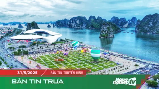 mit-tinh-huong-ung-ngay-moi-truong-the-gioi
