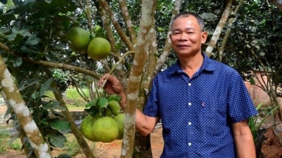cach-trong-buoi-da-xanh-chuyen-canh-tren-vung-dat-can-coi