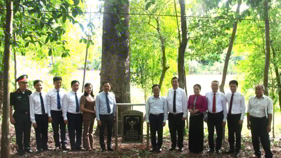 son-la:-5-cay-co-thu-duoc-vinh-danh-cay-di-san-viet-nam