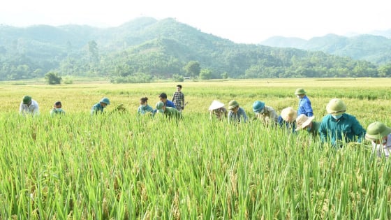 yen-bai:-vu-dong-xuan-vuot-ky-vong