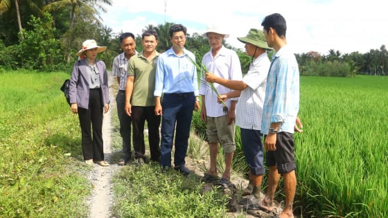 hau-giang-thuc-hien-137-mo-hinh-khuyen-nong-thuc-day-san-xuat-nong-nghiep