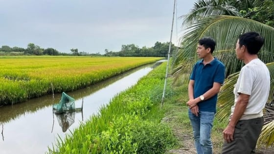 khuyen-nong-bac-lieu-trien-khai-mo-hinh-20ha-tom-–-lua-huu-co