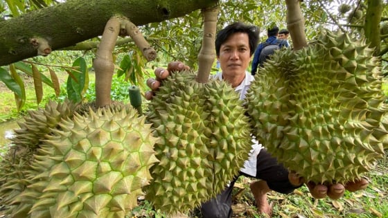 xuat-khau-sau-rieng-ben-vung:-canh-tac-huu-co-–-giai-phap-can-co