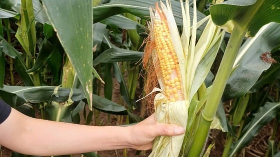 lao-cai:-ngo-xuan-ket-hat-kem