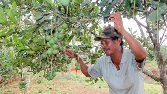 danh-thuc-khat-vong-thoat-ngheo:-[bai-2]-cay-mac-ca-va-hanh-trinh-thu-thach-tren-dat-ngheo