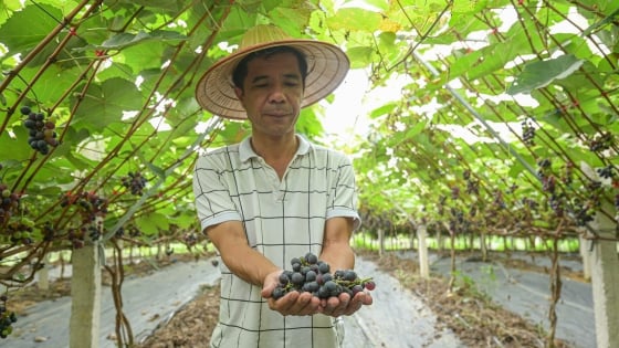 tu-vung-dat-doc-can-den-nhung-chuyen-bay-xuat-khau-nong-san