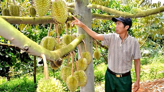 xuat-khau-sau-rieng-ben-vung:-cai-tao-dat,-‘rua’-cadimi