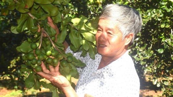 cay-mac-ca-doi-doi-nguoi-vinh-son
