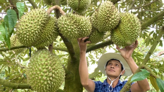 dong-thap-–-tien-giang-hop-nhat-se-co-305-don-vi-hanh-chinh-cap-xa
