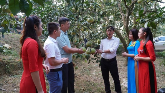 gan-nhan-truy-xuat-nguon-goc-cho-gan-200-cay-buoi-dac-san-dai-minh