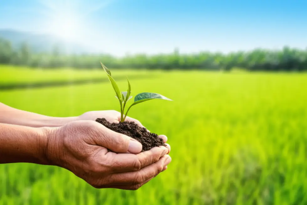Đôi bàn tay của người nông dân Việt Nam đang nhẹ nhàng ôm lấy một nắm đất đen màu mỡ, nơi một mầm cây xanh non đang vươn lên mạnh mẽ.