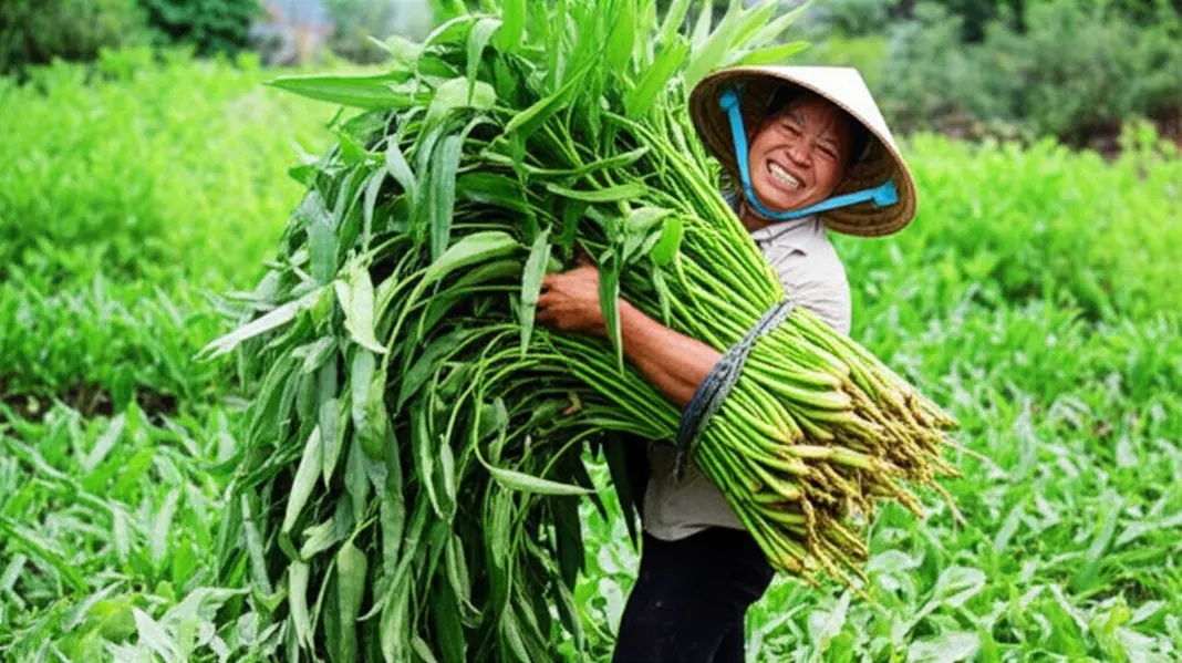 Người nông dân nhỏ lẻ đội nón lá, vui vẻ thu hoạch một bó rau muống khổng lồ, xanh mướt nhờ bón phân đúng cách.