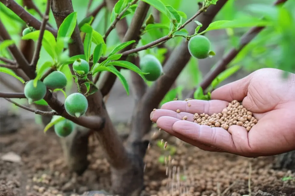 Bón phân đúng cách giúp trái phát triển tối ưu.