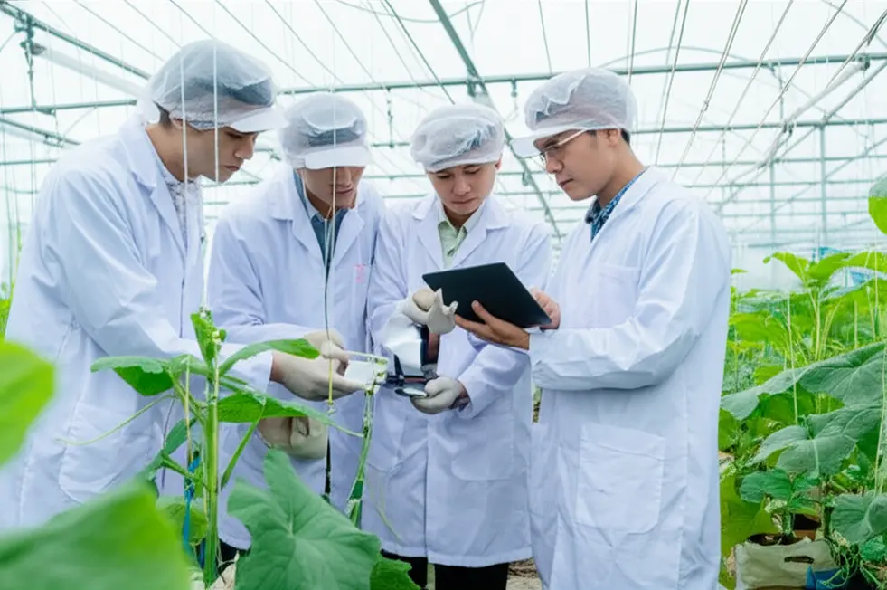 Các giống dưa lưới nhập khẩu đa dạng với chất lượng quả vượt trội.