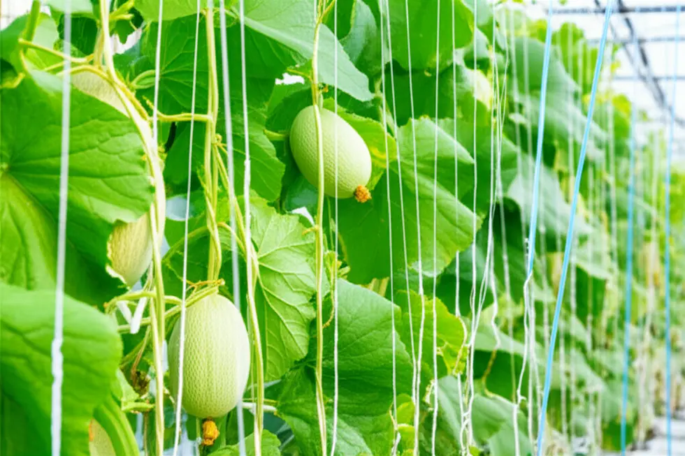 Dưa lưới khỏe mạnh nhờ được cung cấp đầy đủ dinh dưỡng.