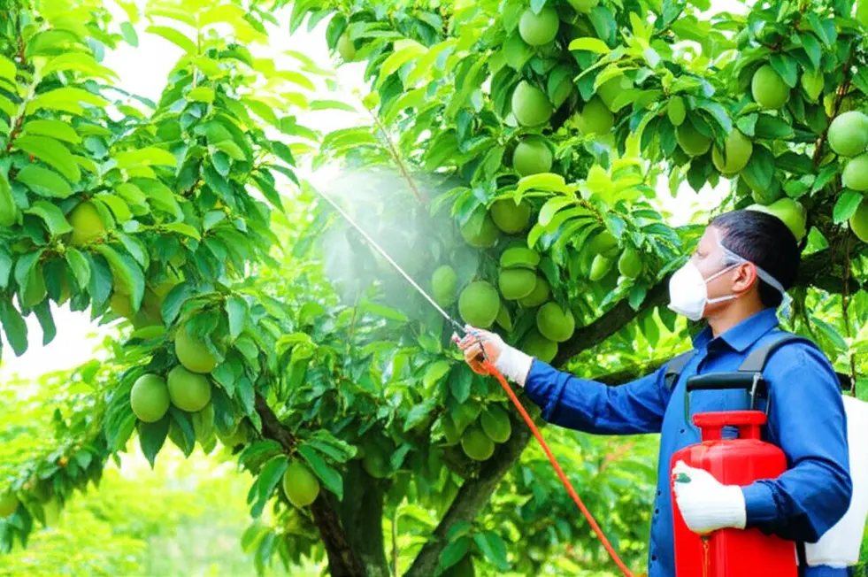 Bón phân đúng cách giúp trái phát triển tối ưu.