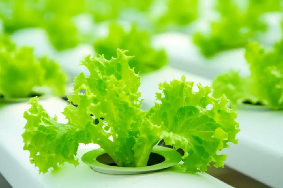 Rau xà lách thủy canh phát triển khỏe mạnh nhờ dinh dưỡng cân đối.
