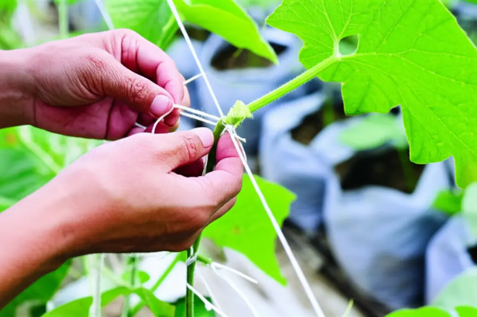 Lựa chọn vật liệu phù hợp để xây dựng giàn dưa lưới chắc chắn.