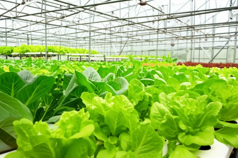 Vườn rau thủy canh xanh tốt nhờ dinh dưỡng từ phân AB.