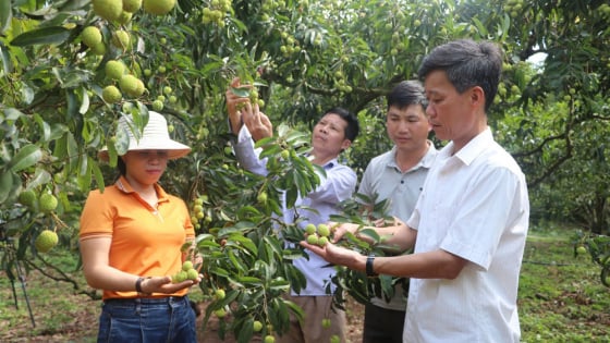 trong-vai-thieu-vietgap,-globalgap-dap-ung-nhu-cau-xuat-khau