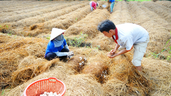de-bien-156-trieu-tan-phu-pham-nong-nghiep-thanh-tien
