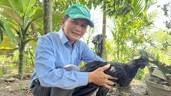 chan-nuoi-ga-h’mong-da-tang-len-8-ho-o-quang-ngai