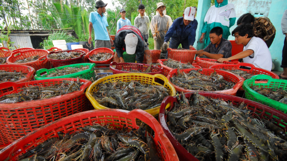 ung-dung-cong-nghe-so-de-but-pha-trong-nuoi-tom-nuoc-lo