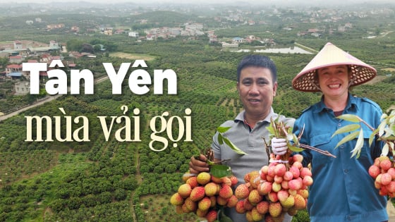 tan-yen,-mua-vai-goi