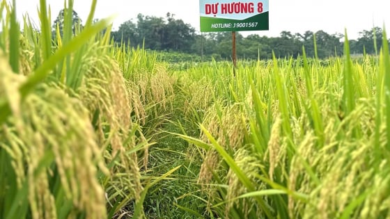 giong-lua-du-huong-8-va-vnr88-nang-suat-cao,-gao-thom-ngon