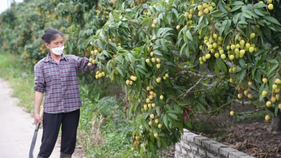 tang-cuong-kiem-tra-co-so-kinh-doanh-vat-tu-nong-nghiep-truoc-vu-vai-thieu