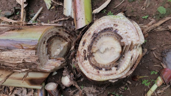 tuyen-trung-va-nam-fusarium-sp:-moi-de-doa-tham-lang-doi-voi-cay-trong