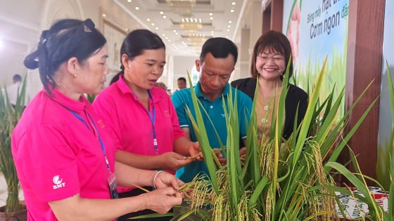 giong-lua-lai-moi-syn18-mang-mua-vang-hy-vong