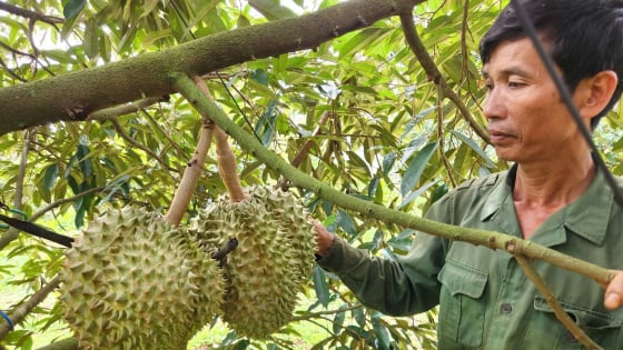 ‘hanh-dong-tap-the’-san-xuat-sau-rieng-dap-ung-yeu-cau-xuat-khau