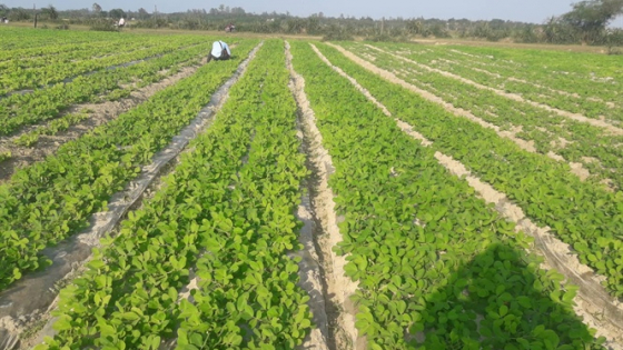 lac-mo-hinh-nhan-rong-csa-cho-nang-suat-cao