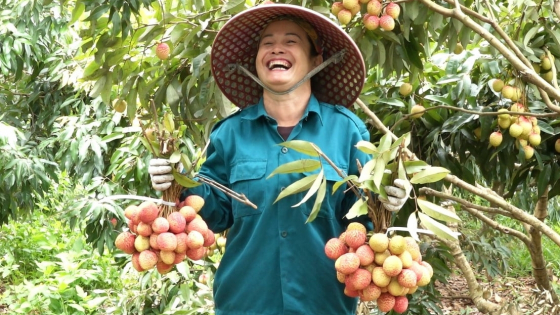 vai-thieu-tan-yen-‘bay-xa’-nho-trong-vietgap,-globalgap