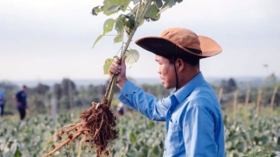 trien-vong-phat-trien-3.000ha-cay-gai-xanh-tai-quang-tri