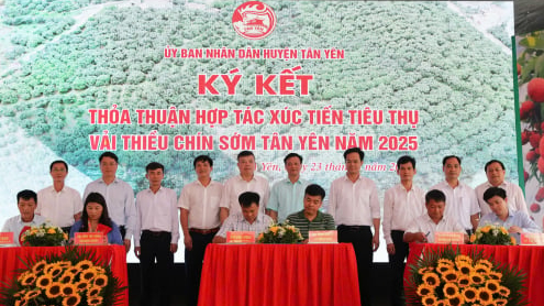 ket-noi,-xuc-tien-tieu-thu-vai-thieu-chin-som-tan-yen