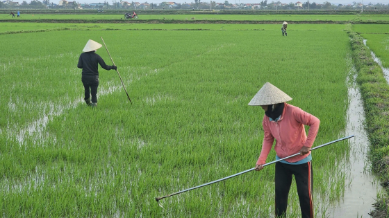 nong-dan-quang-binh-tranh-thu-tia-dam-lua-vu-dong-xuan