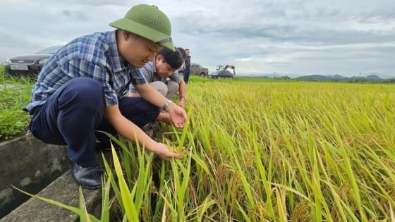 nganh-nong-nghiep-hai-phong-dat-muc-tieu-lon-trong-nam-2025