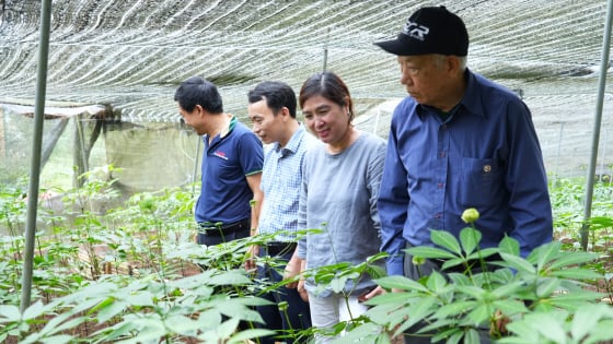 hop-tac-xa-tren-1.200-ho-uom-mam-duoc-lieu-duoi-tan-rung-vung-cao-bac-ha